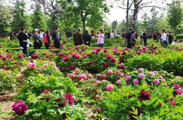 为什么牡丹芍药总种在一起（牡丹必须和芍药共栽才会开花吗）