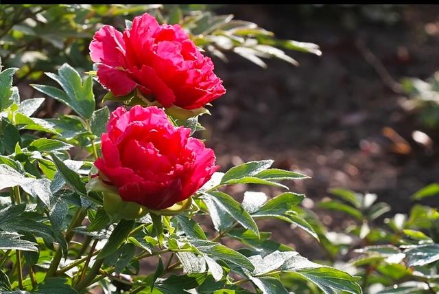 牡丹能在北方庭院种植吗（北方庭院牡丹花如何过冬管理）