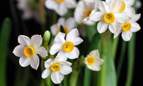 水仙花的籽可以种吗（开完花后的水仙花怎样留种）