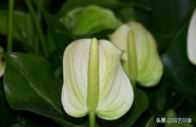 白掌有花苞了叶子需要喷水吗（白掌开花的时候怎么浇水）