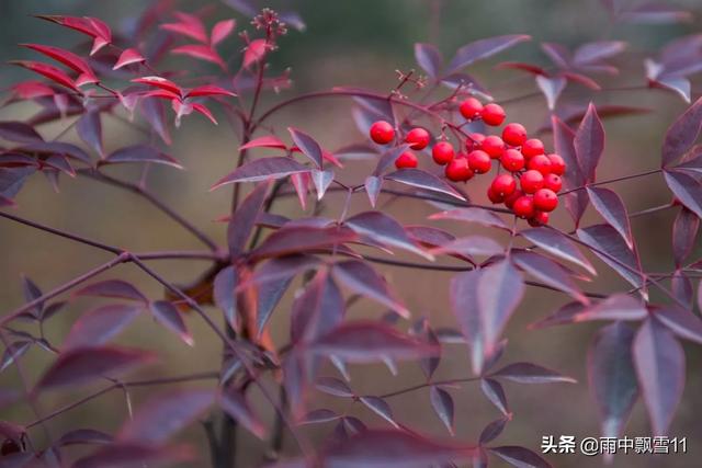 南天竹结果需要授粉吗（南天竹为什么开花不结果）