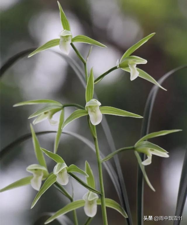 兰草促花的最佳方法（施什么肥促根促芽又促进兰花开花）