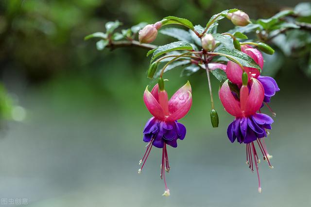 家里适合养灯笼花吗（风水学灯笼花可以在室内养殖吗）