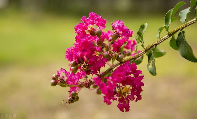 紫藤怎么催花及促花方法（紫薇花怎么养护才开花）