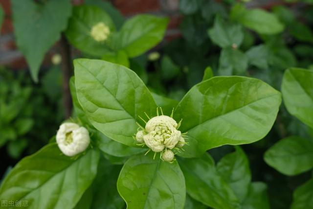 虎头茉莉几月份发芽（虎头茉莉什么时候出新芽开花）