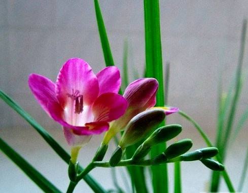 香雪兰花期过后怎么养护（香雪兰开过花花败后怎样处理）