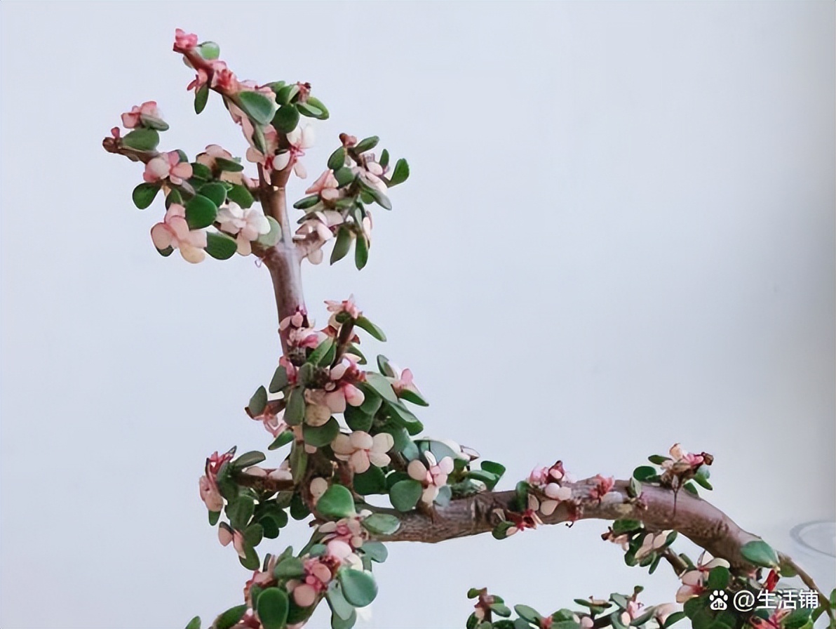 盆栽金枝玉叶开花吗（金枝玉叶花怎么养好才能开花）