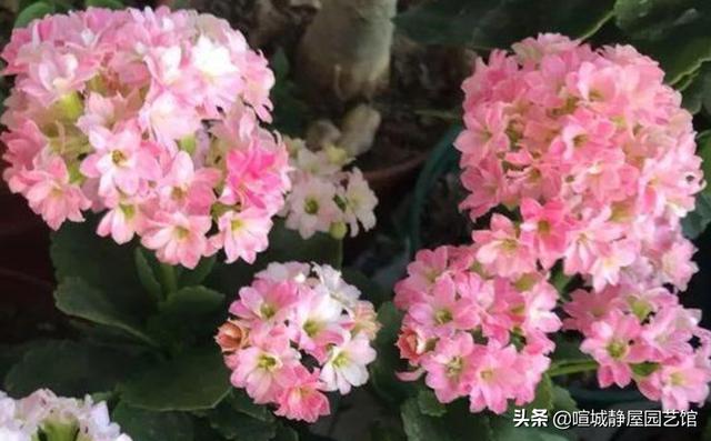 怎么样能把长寿花养成老桩（长寿花怎样修整养殖成老桩方法）