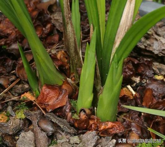 兰花适合放阳台上吗（在家里阳台养兰花需要注意什么技巧）