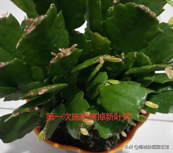 蟹爪兰花谢了以后怎样才能再开花（开花后怎么处理能复花）