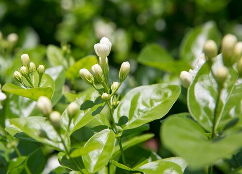 盆栽茉莉怎么养才长得好（怎样养好茉莉花盆景爆盆）