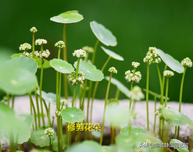 怎样让铜钱草的叶子又大又绿（让铜钱草长得粗壮更肥大）