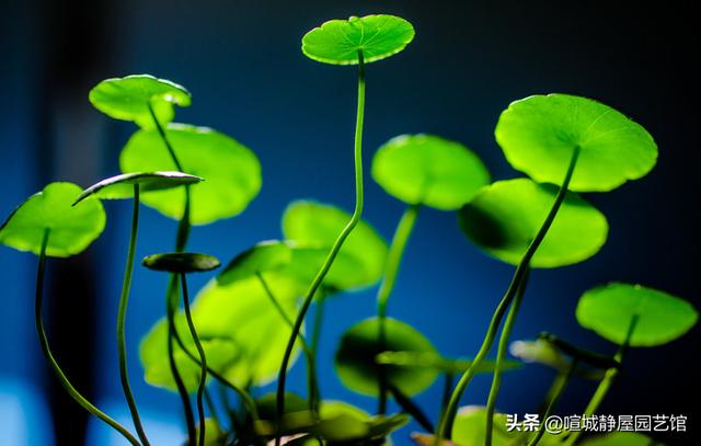 怎样让铜钱草的叶子又大又绿（让铜钱草长得粗壮更肥大）