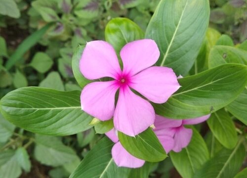 五叶梅一年四季开花吗（家养五色梅方法及注意事项）