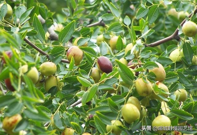 院子里面种什么果树最适合（家庭院子栽什么果树风水好）