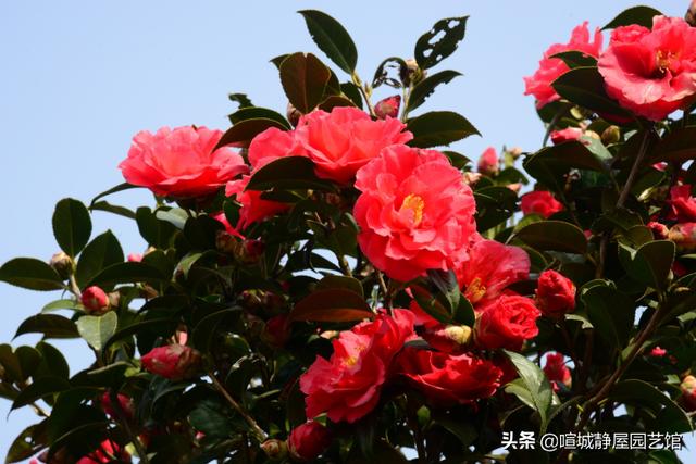 山茶花用什么水浇最好更旺盛（磷酸二氢钾浇山茶花长得旺）