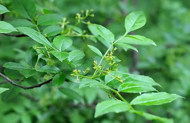 花椒树什么时候浇水合适（移栽花椒树一年浇几次水最好）