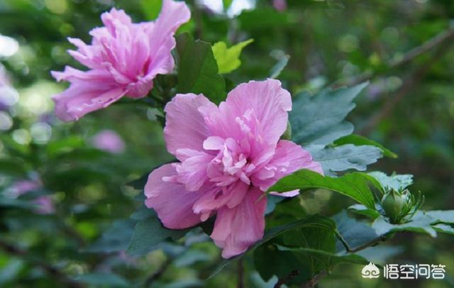 木槿花适合养在室内吗（室内木槿花盆栽的养殖方法）