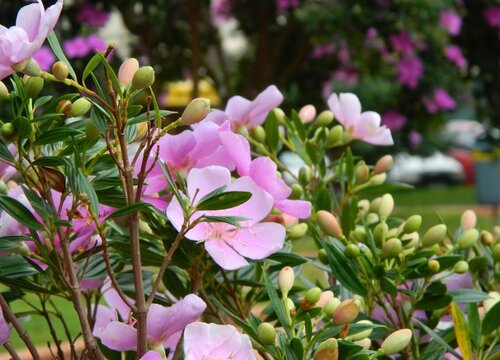 立秋后花卉要怎样管理（入秋后花卉栽培技术和管理要点）