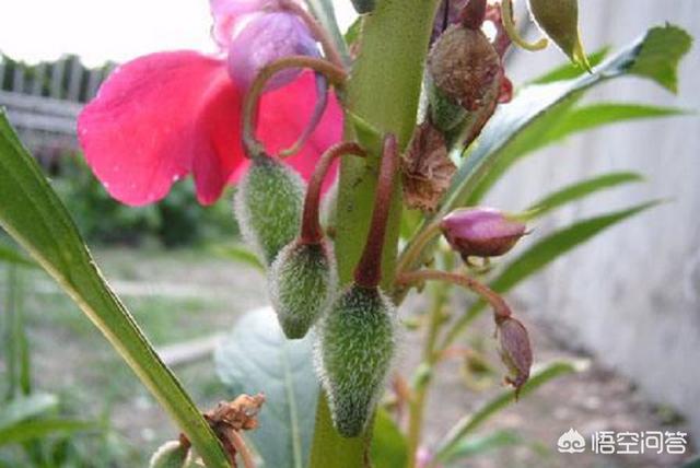 立秋后花卉要怎样管理（入秋后花卉栽培技术和管理要点）