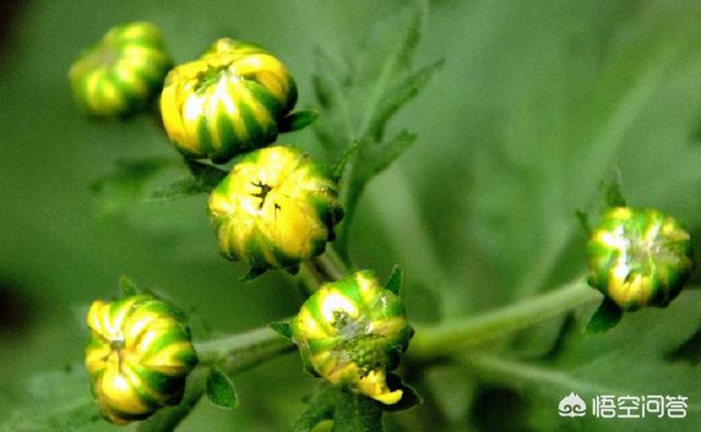 立秋后花卉要怎样管理（入秋后花卉栽培技术和管理要点）