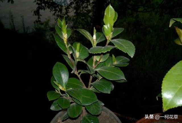 新手必看四季茶花要怎么养（家里茶花养殖方法和注意事项）