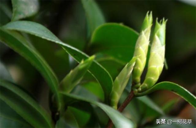 新手必看四季茶花要怎么养（家里茶花养殖方法和注意事项）