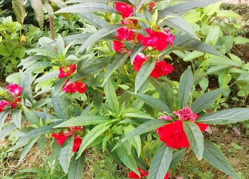 指甲花什么时候播种好（指甲花怎么种发芽出苗长得好）