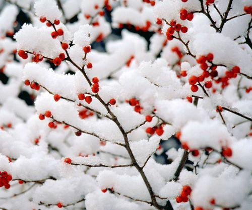 雪水浇花好不好（下雪化的水浇花有什么好处）