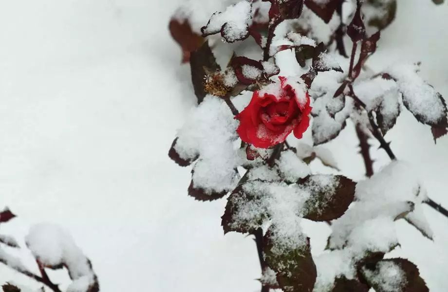 雪水浇花好不好（下雪化的水浇花有什么好处）