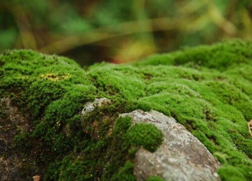 青苔用什么药快速去除（什么药物能够快速杀死水中青苔）