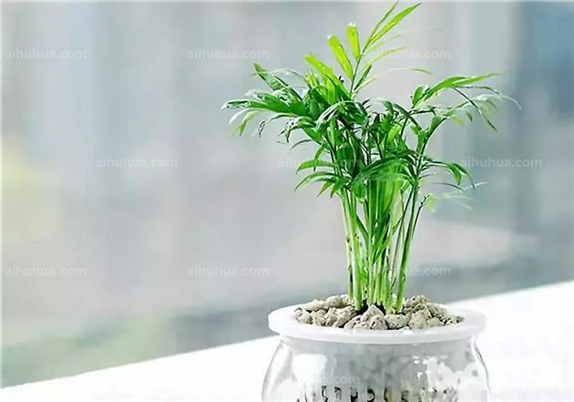 这7种植物不仅颜值高，还很好养！