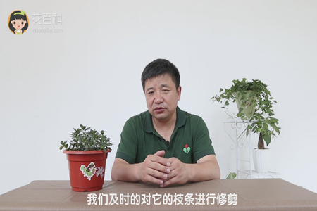 我们及时的对它的枝条进行修剪