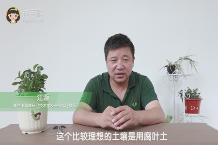 这个比较理想的土壤是用腐叶土