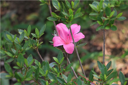 杜鹃花