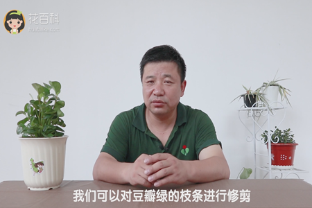 我们可以对豆瓣绿的枝条进行修剪