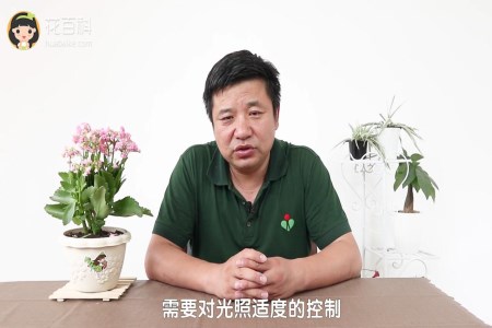 长寿花