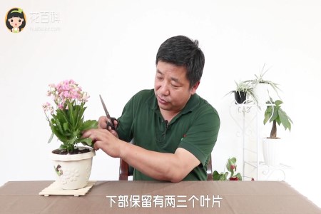 长寿花