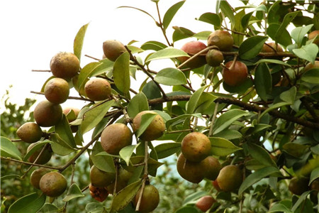 油茶树