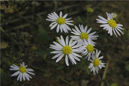 小山菊