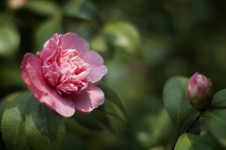 漂亮的茶花