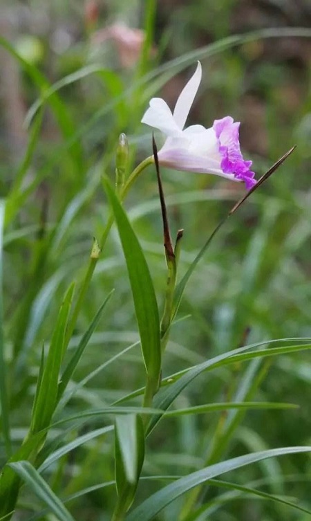 竹叶兰