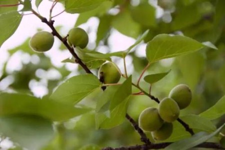 漂亮的野杏