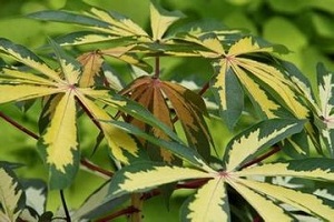 花叶木槿盆栽