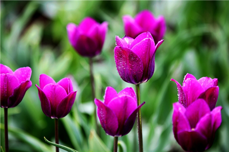 郁金香花海