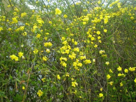 黄素馨花朵