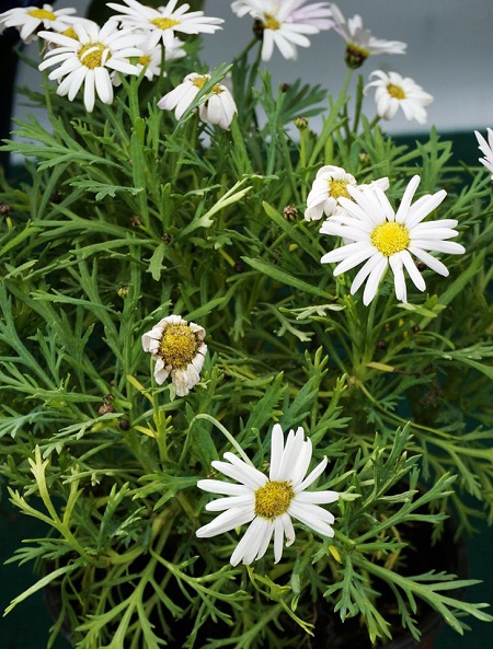 玛格丽特花地栽