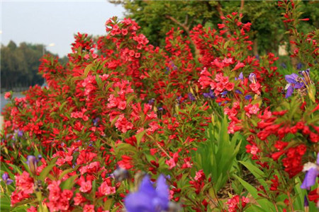 锦带花