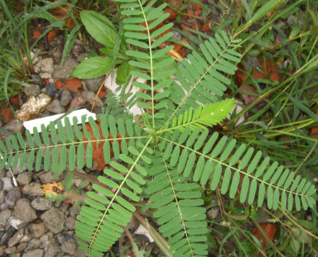 豆茶决明植株