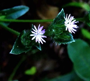 地胆草植株